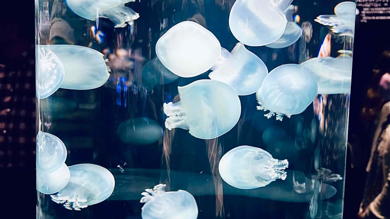 takuo (takuo512) Farcaster social identity (Fname handle) PFP