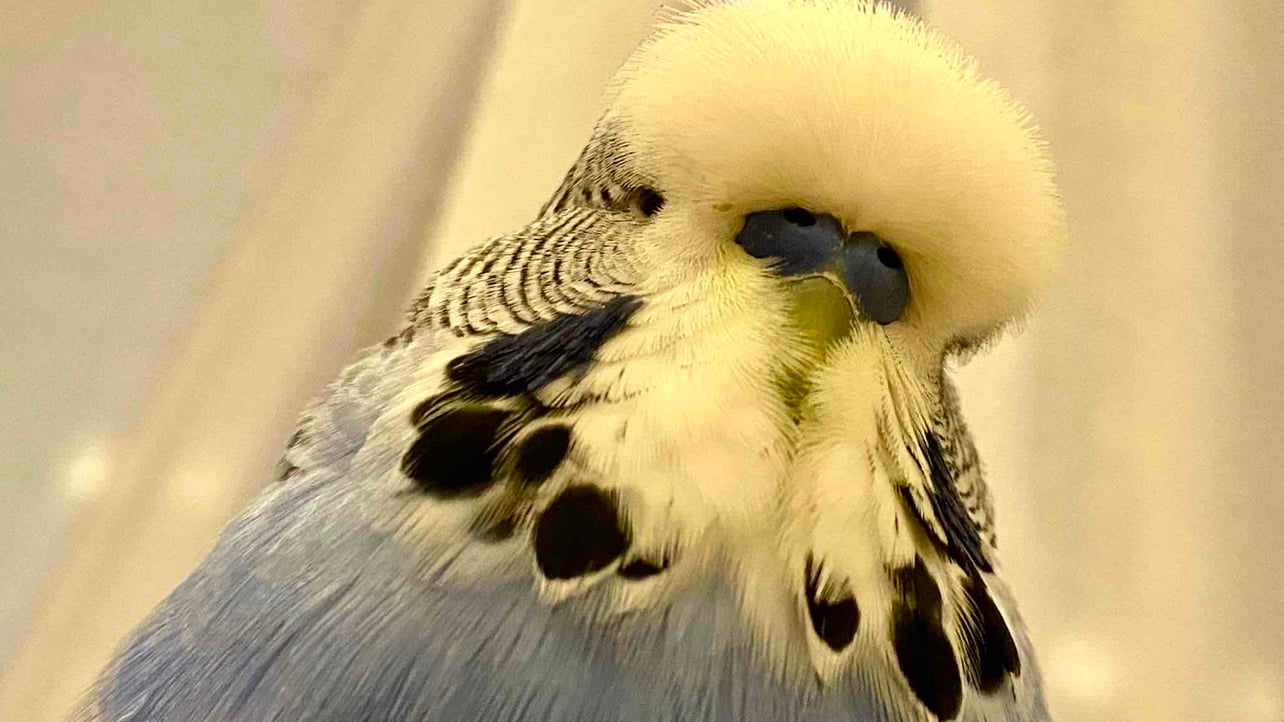 Mustafa Türk (figox0) Farcaster social identity (Fname handle) PFP