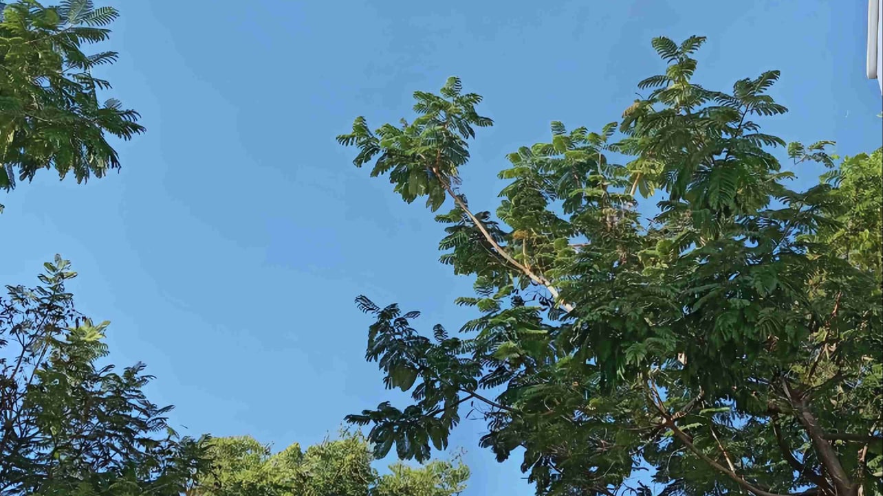 mjimji6789.lens Lens social identity (.lens handle) PFP