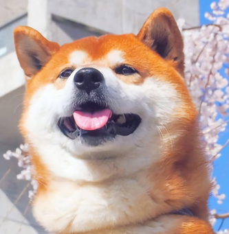 kpolp.eth Ethereum Name Service (ENS and .eth domain) PFP