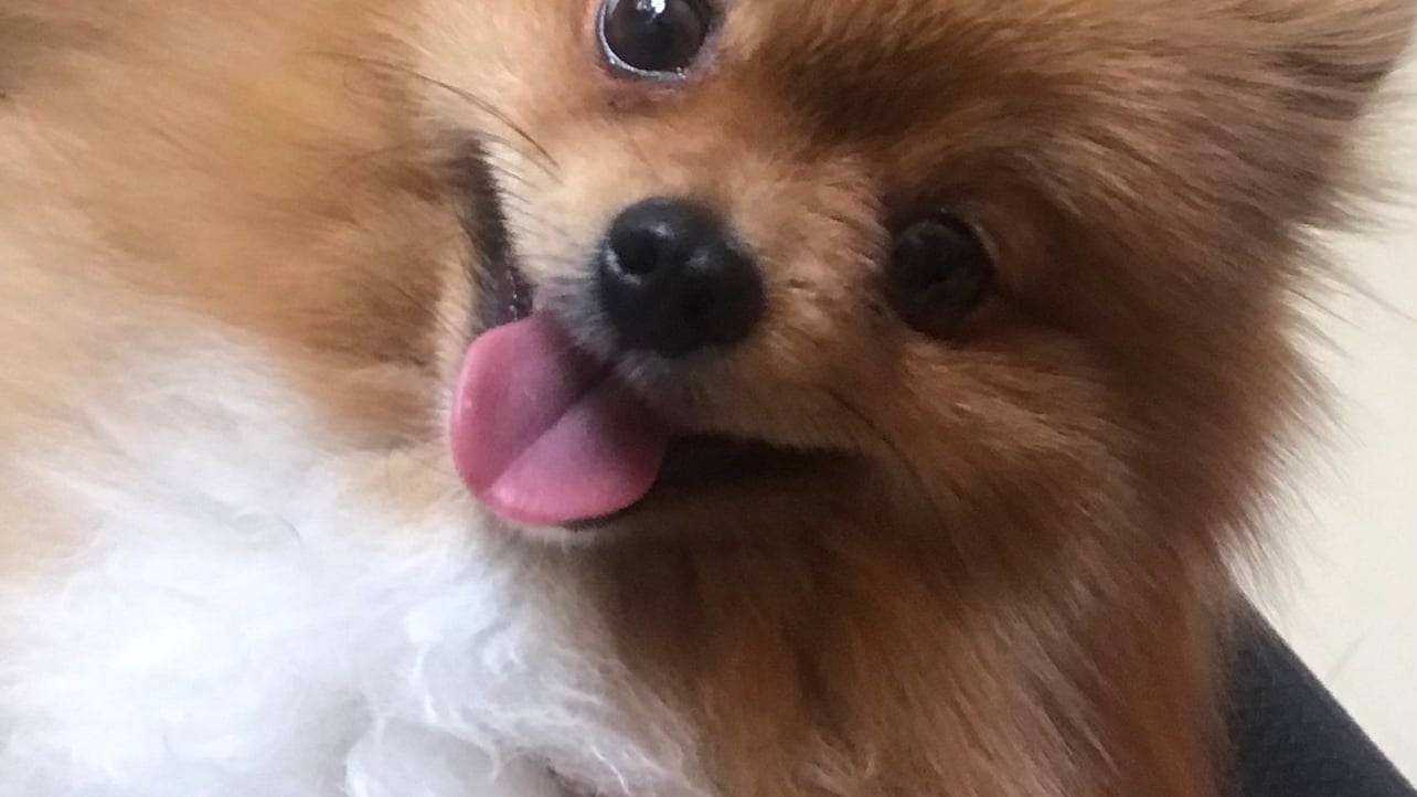 Danny pfp