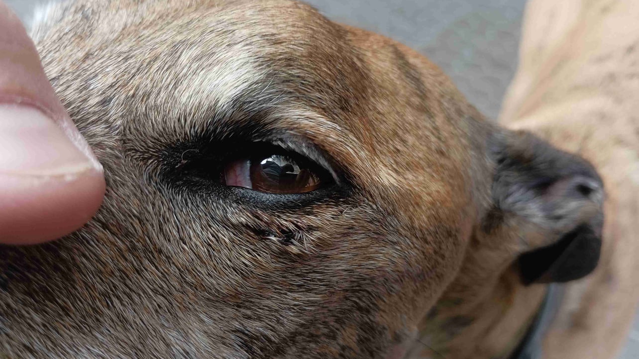 Rober (hipolitop.eth) Farcaster social identity (Fname handle) PFP