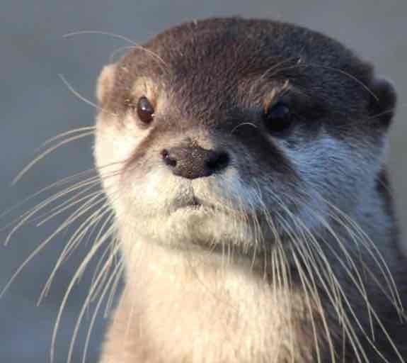 otter pfp