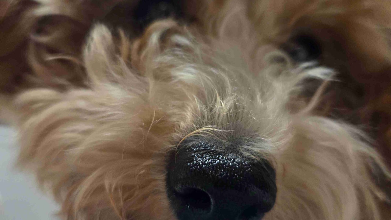 cream499 Farcaster social identity (Fname handle) PFP