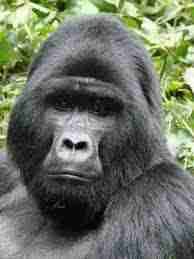 2hollis.lens Lens social identity (.lens handle) PFP