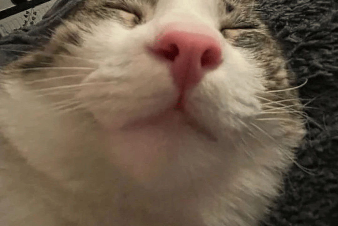 Sixten (entangled) Farcaster social identity (Fname handle) PFP