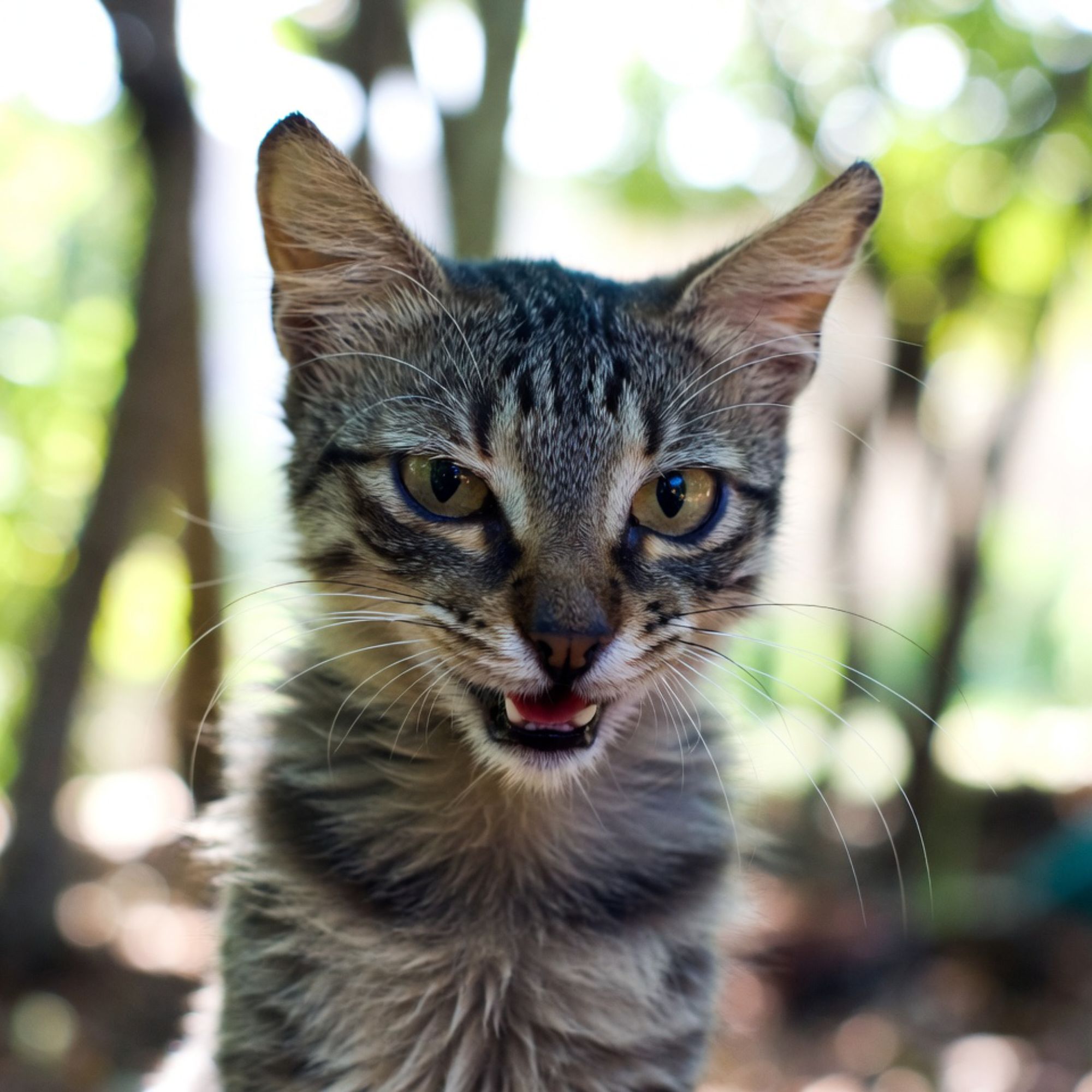 RAGE CAT