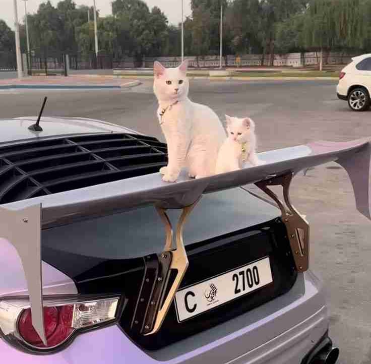 catdrift pfp