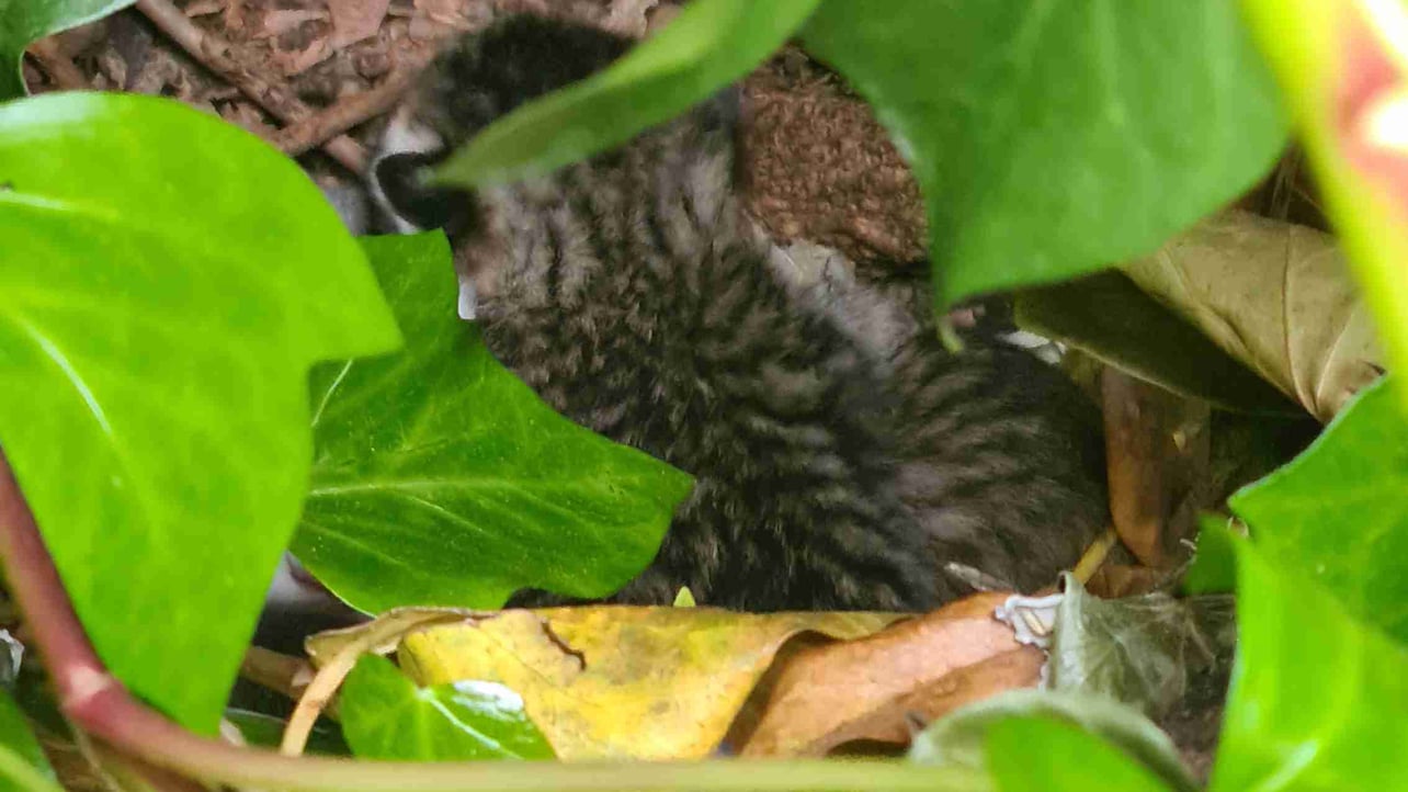 escig.lens Lens social identity (.lens handle) PFP