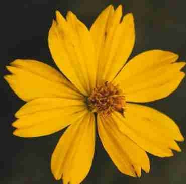 kousik (888tm) Farcaster social identity (Fname handle) PFP