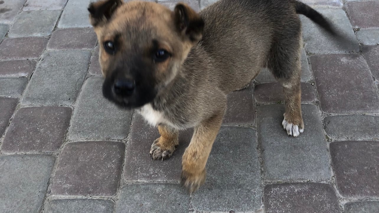 Yevhenii (yevhenii1.lens) Lens social identity (.lens handle) PFP