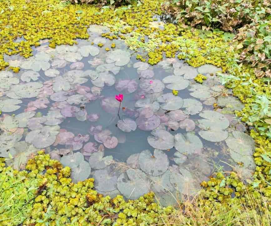 Vishruth (vishruth) Farcaster social identity (Fname handle) PFP