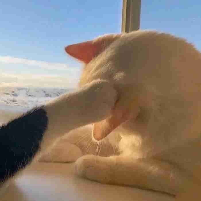 Shirleycc
 (shirleycc) Farcaster social identity (Fname handle) PFP