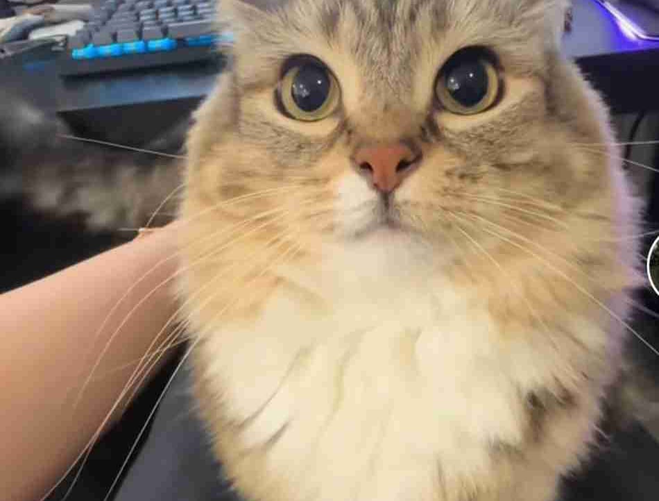 Egor Novikov (lobster228) Farcaster social identity (Fname handle) PFP