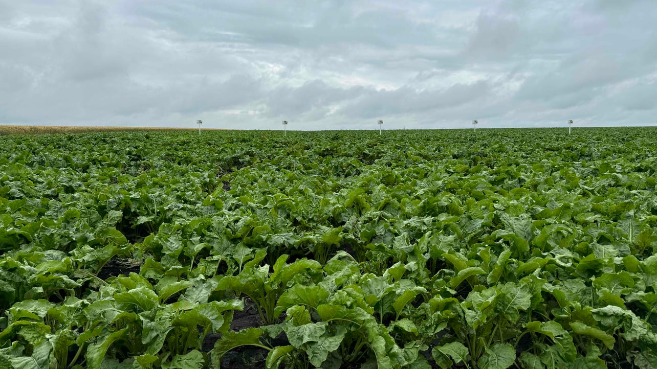 Brant (pakma) Farcaster social identity (Fname handle) PFP