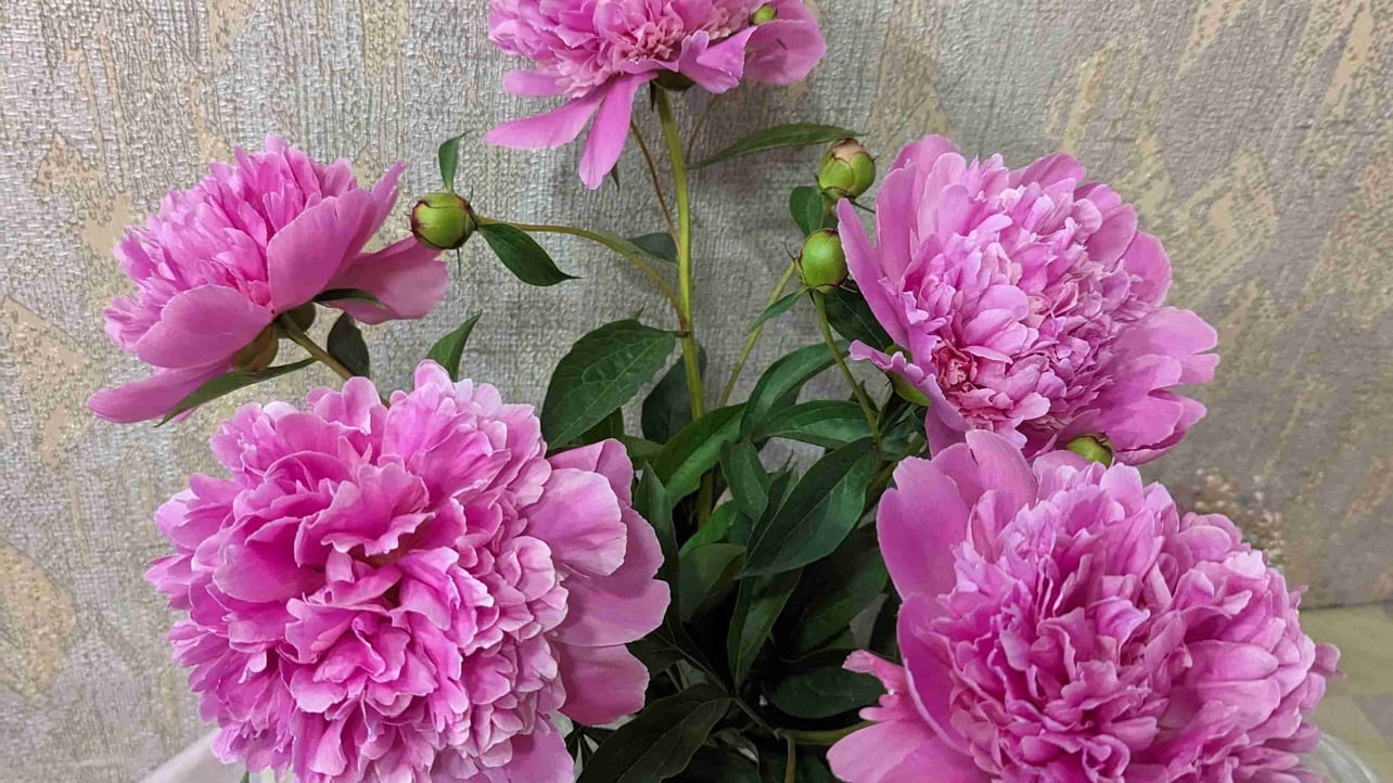 Jazzy (megabro) Farcaster social identity (Fname handle) PFP