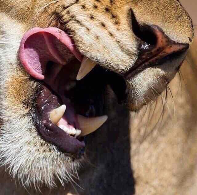 sugarufc.base.eth Basenames (.base.eth domains) based on ENS PFP