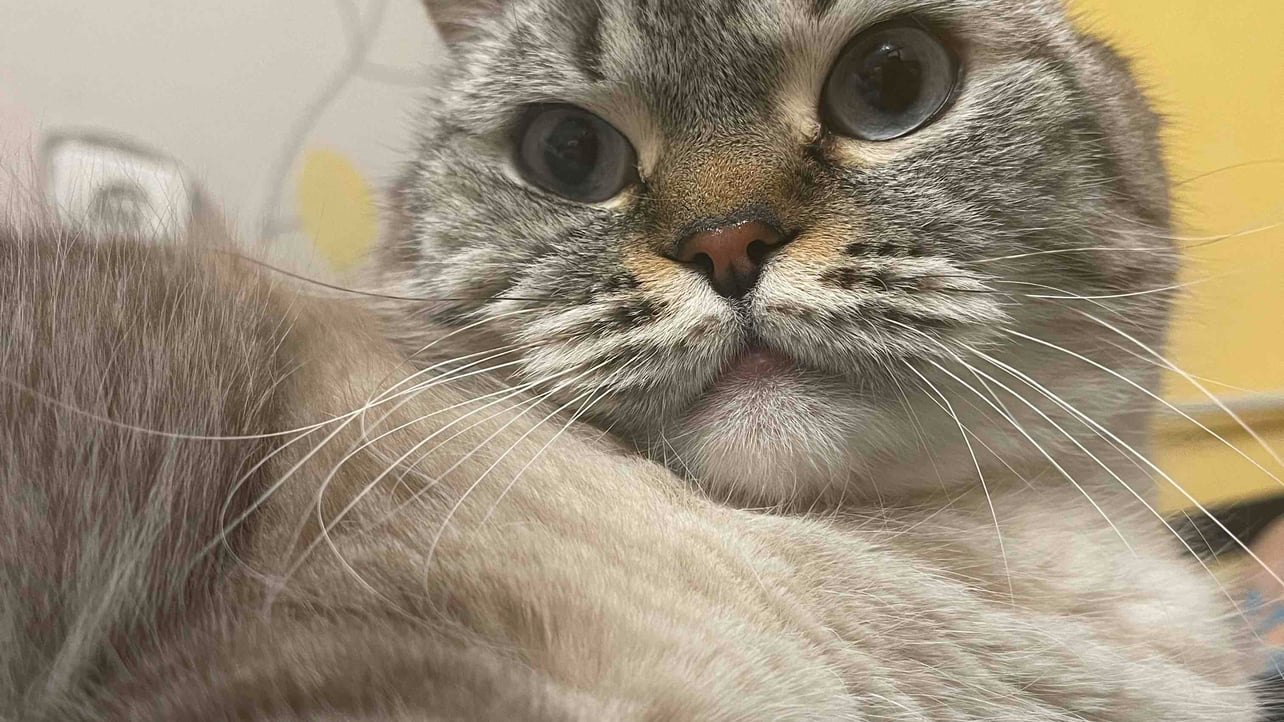 foxinub.base.eth (foxinub) Farcaster social identity (Fname handle) PFP