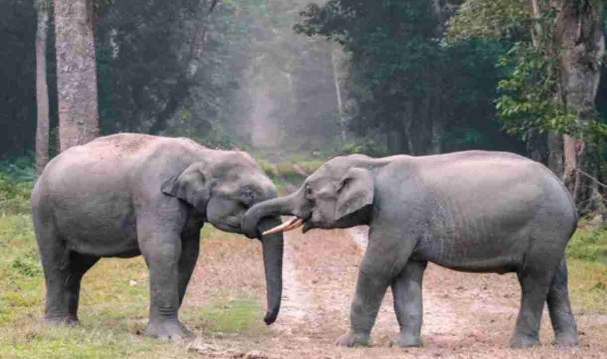 binodini.lens Lens social identity (.lens handle) PFP