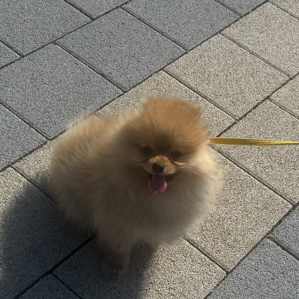 Happy Hamzzi pfp