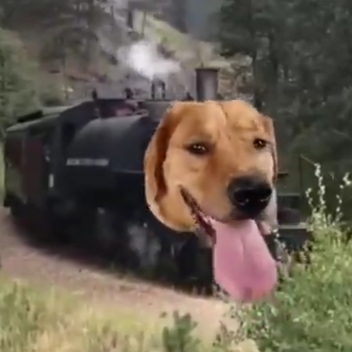 Train dog
