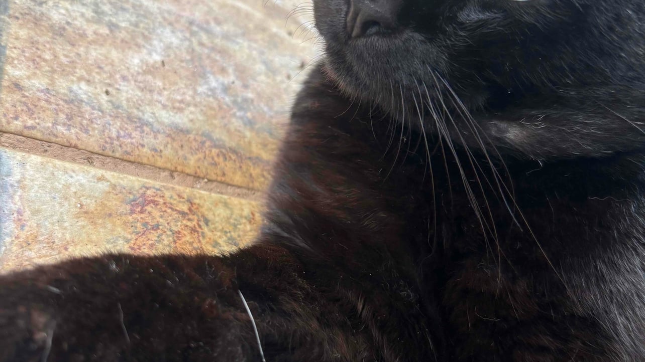 heisenberz.base.eth (heisenberz.eth) Farcaster social identity (Fname handle) PFP