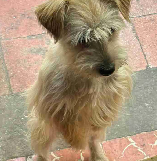 forsety.lens Lens social identity (.lens handle) PFP