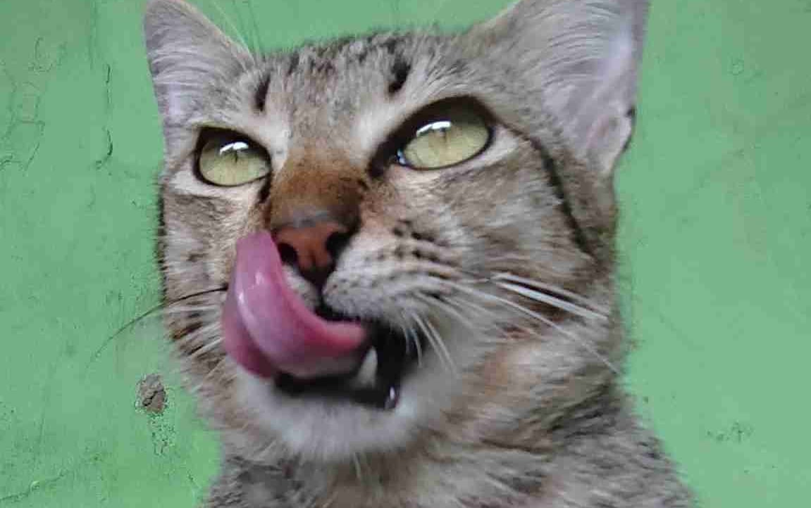 SpillCats pfp
