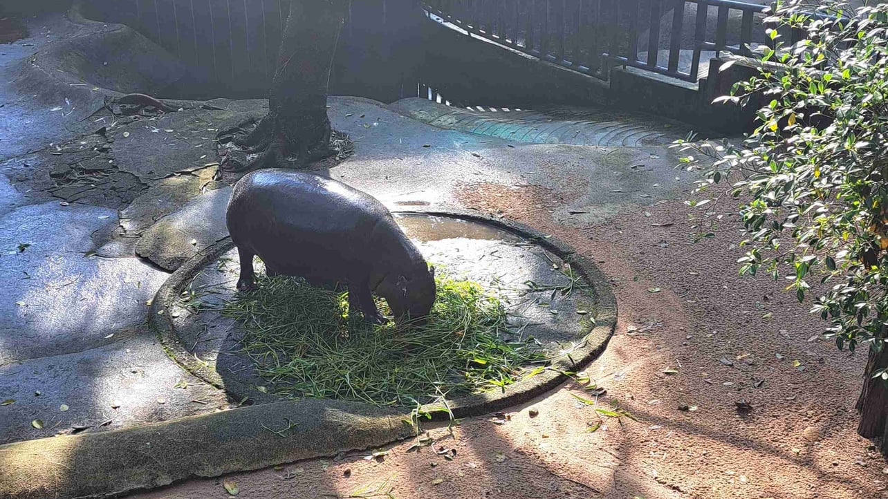 dollydeng.base.eth (dollydeng) Farcaster social identity (Fname handle) PFP