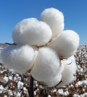 algodón