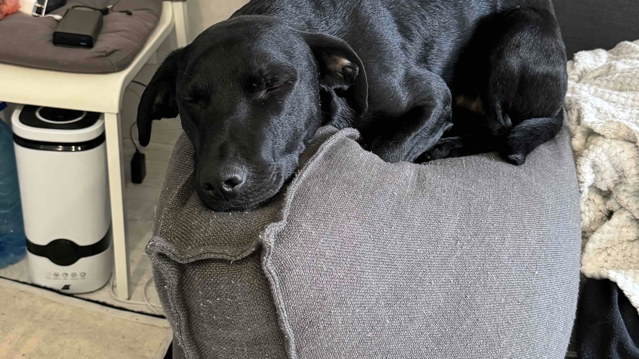 Oleh (teodor1.lens) Lens social identity (.lens handle) PFP