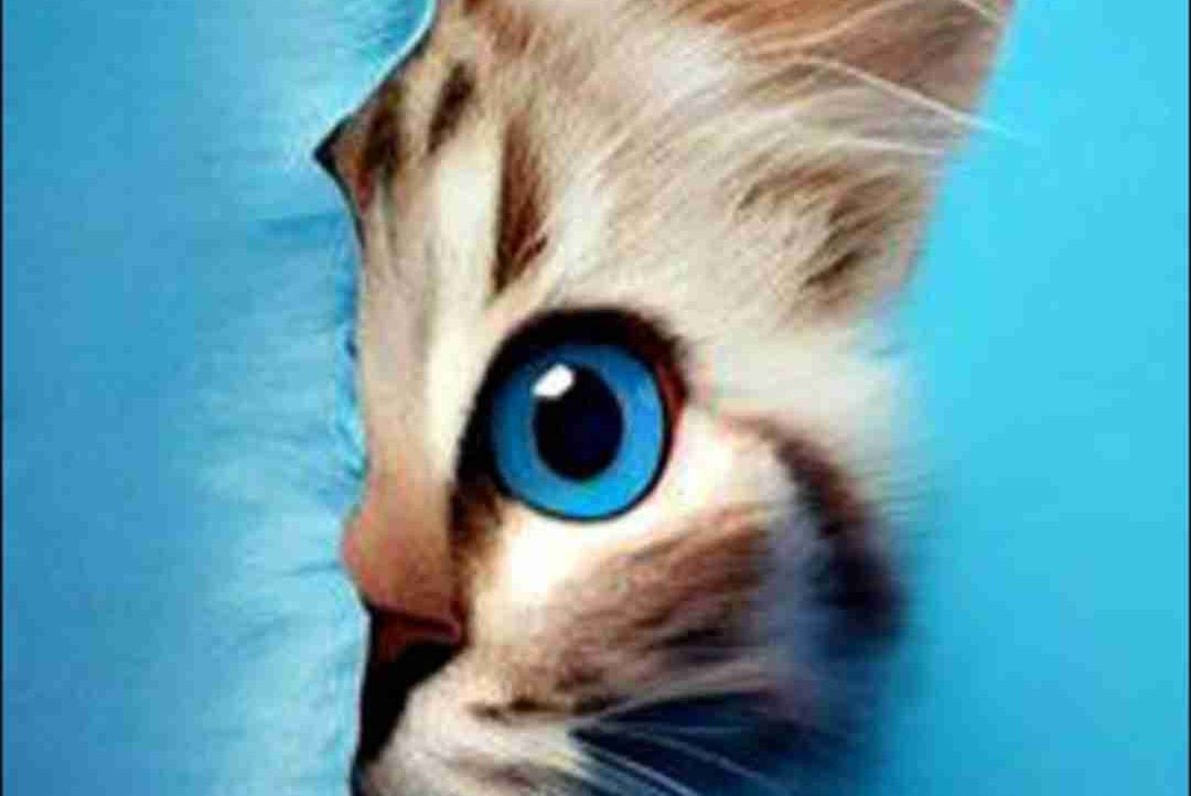 otto (tantuks.lens) Lens social identity (.lens handle) PFP