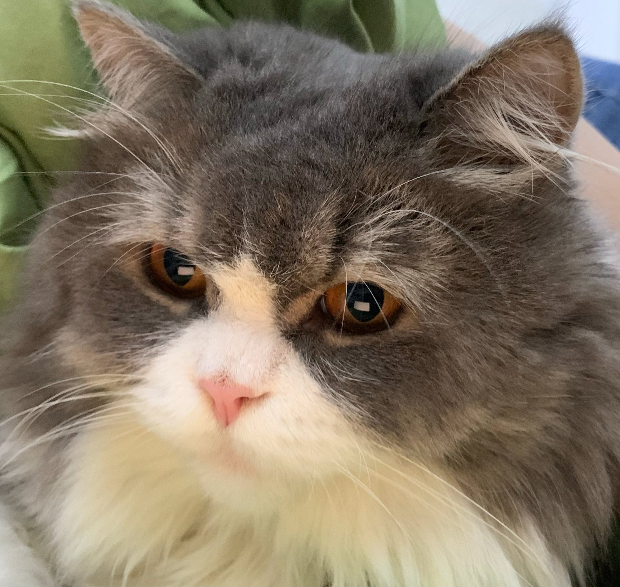 tcthang (tcthang912) Farcaster social identity (Fname handle) PFP