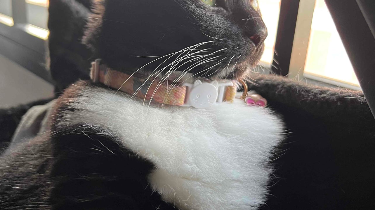 Joachim (paler0nin.lens) Lens social identity (.lens handle) PFP