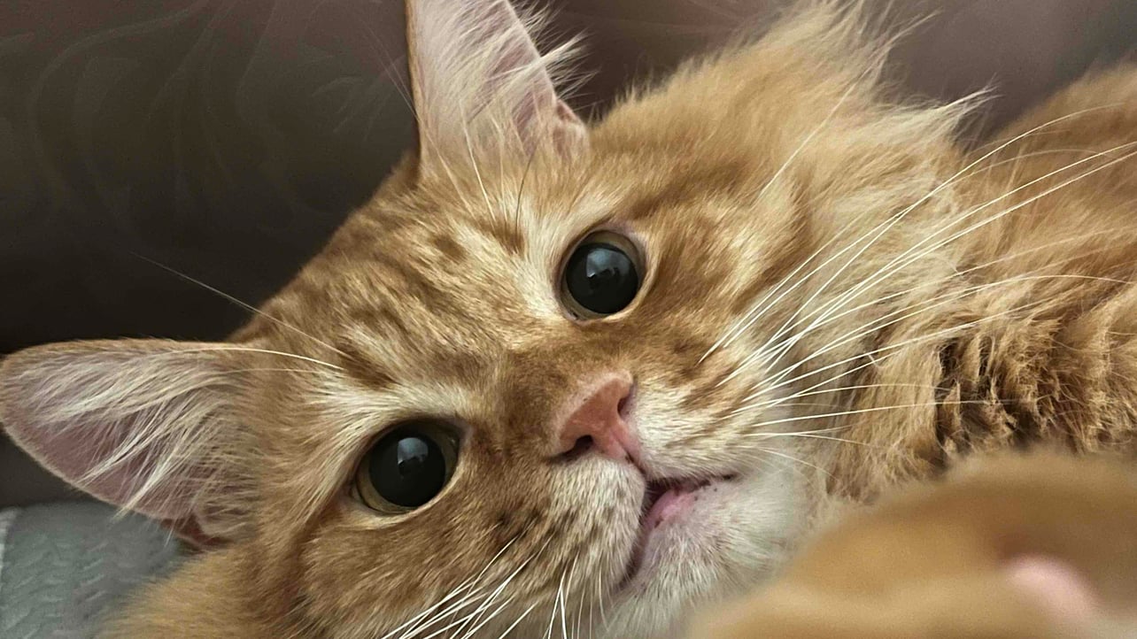 carll lee (aijisha) Farcaster social identity (Fname handle) PFP