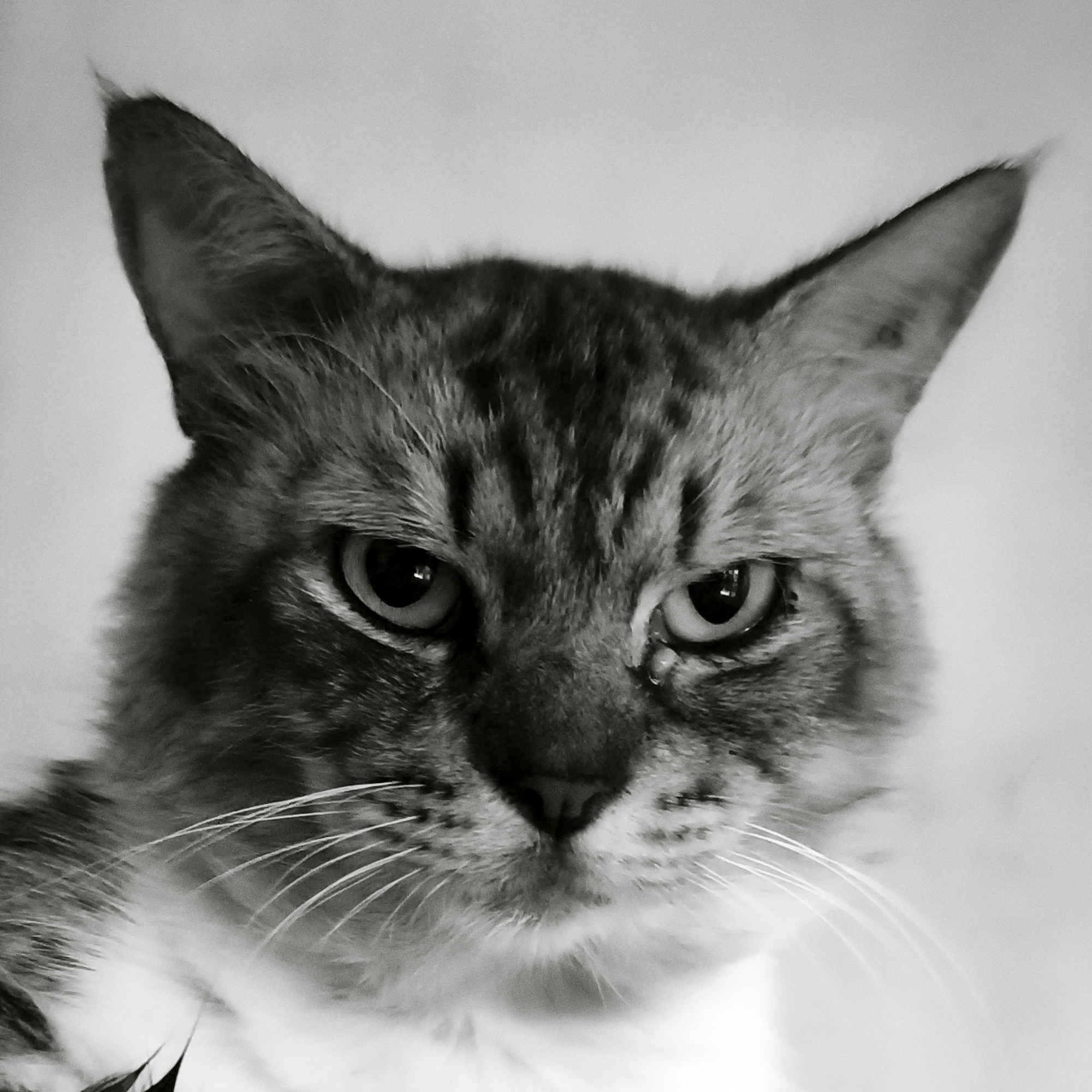 0xlemon.base.eth pfp