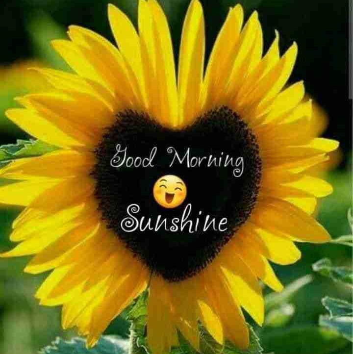 Md Farhan Tamim (farhantamim.lens) Lens social identity (.lens handle) PFP