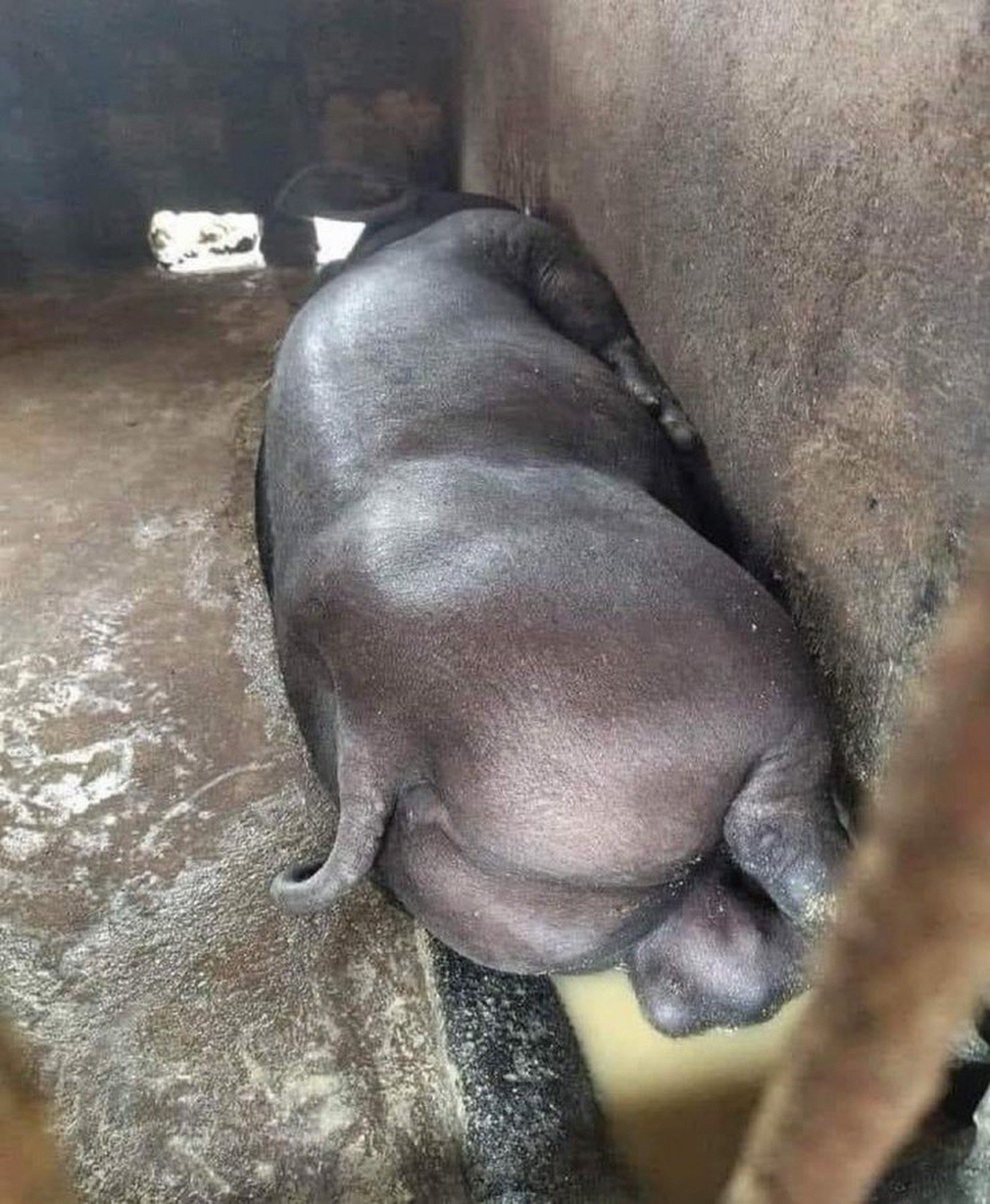 butt