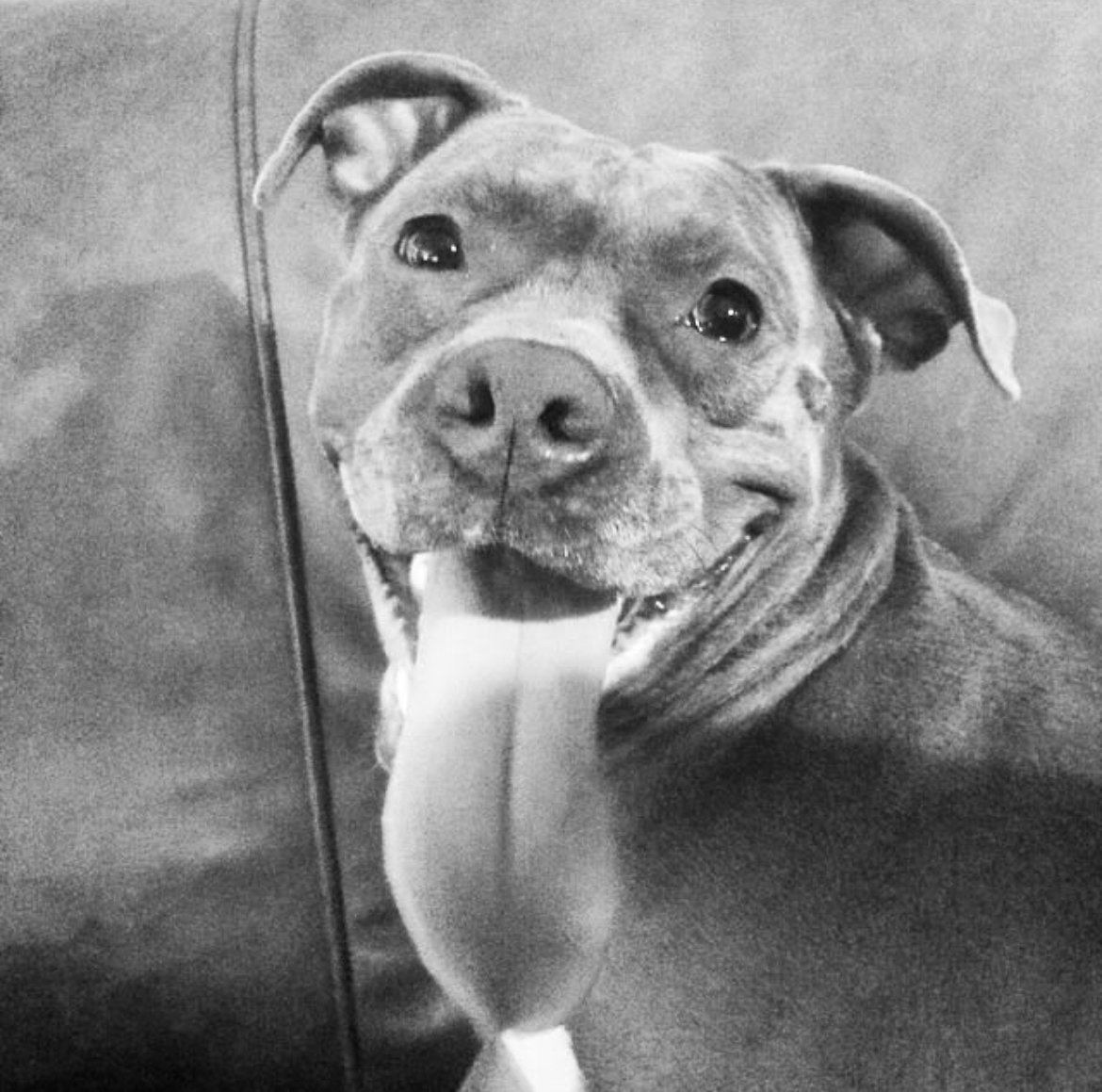 Shug