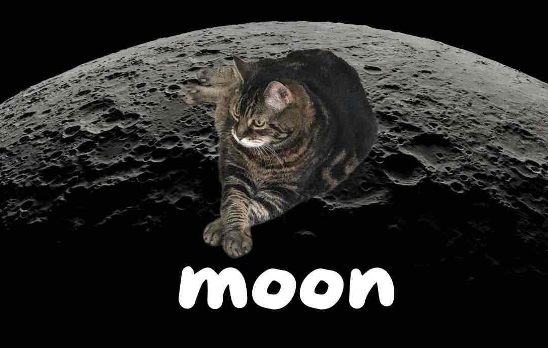 Moon Cat pfp