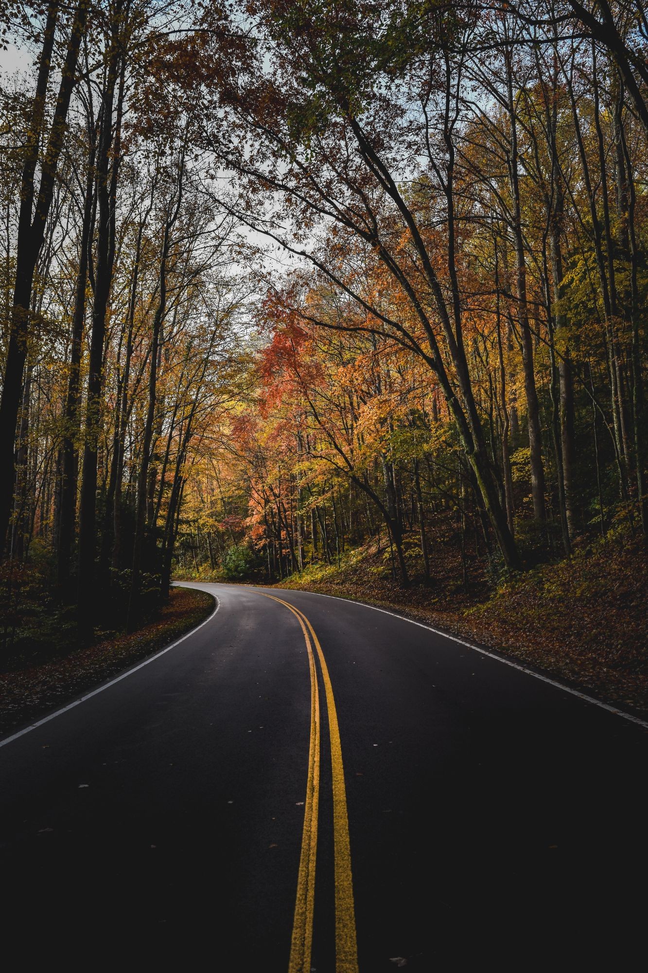 Autumn Road