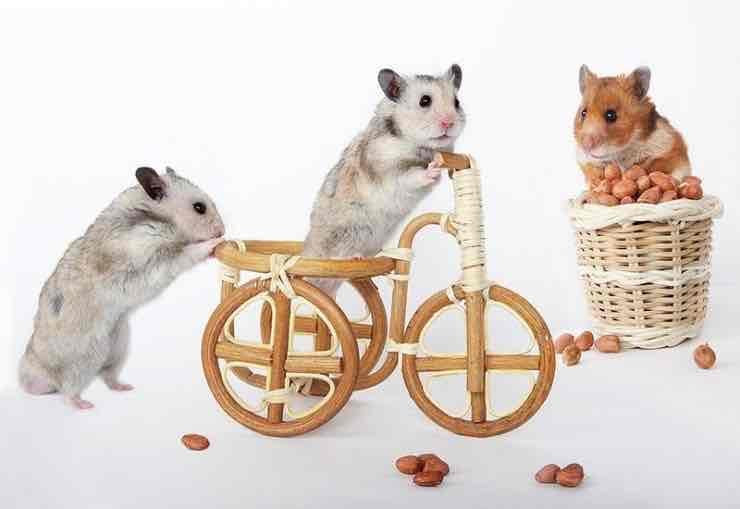 HamsterTeam2024 pfp