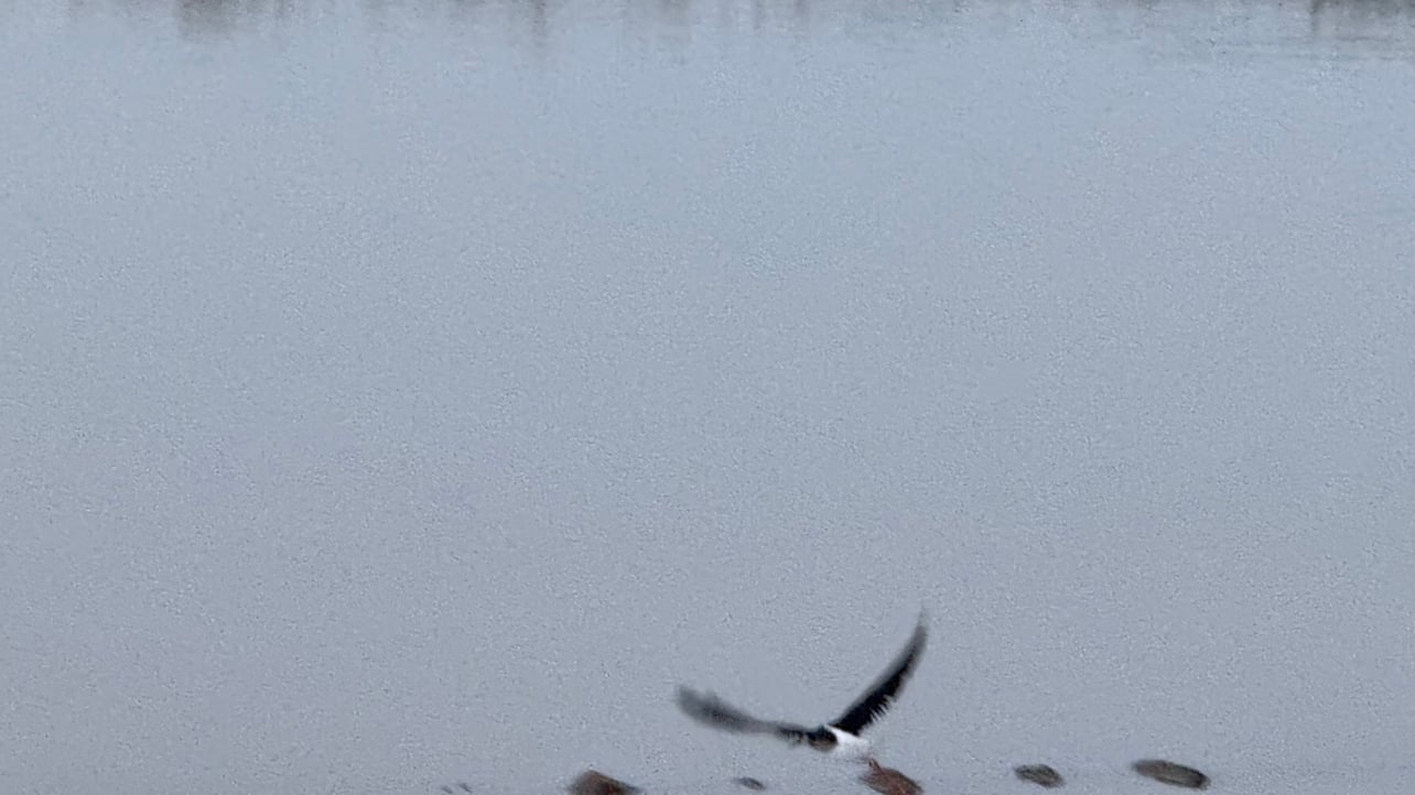 WUJI (yichu.lens) Lens social identity (.lens handle) PFP