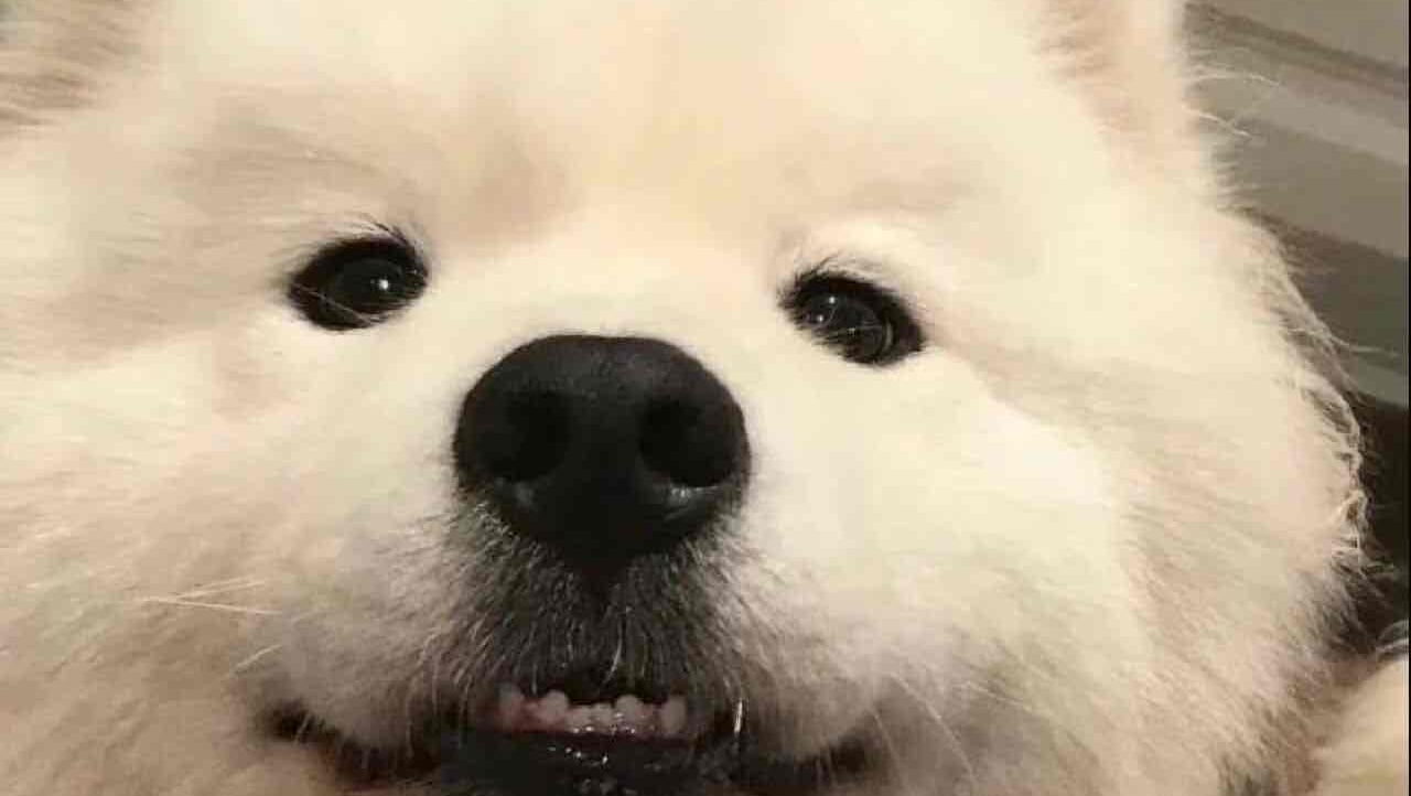 nono pfp