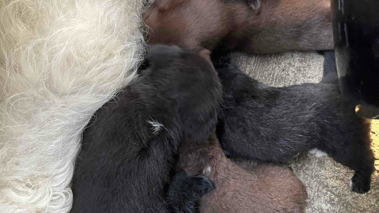 Mop (mop-sph) Farcaster social identity (Fname handle) PFP