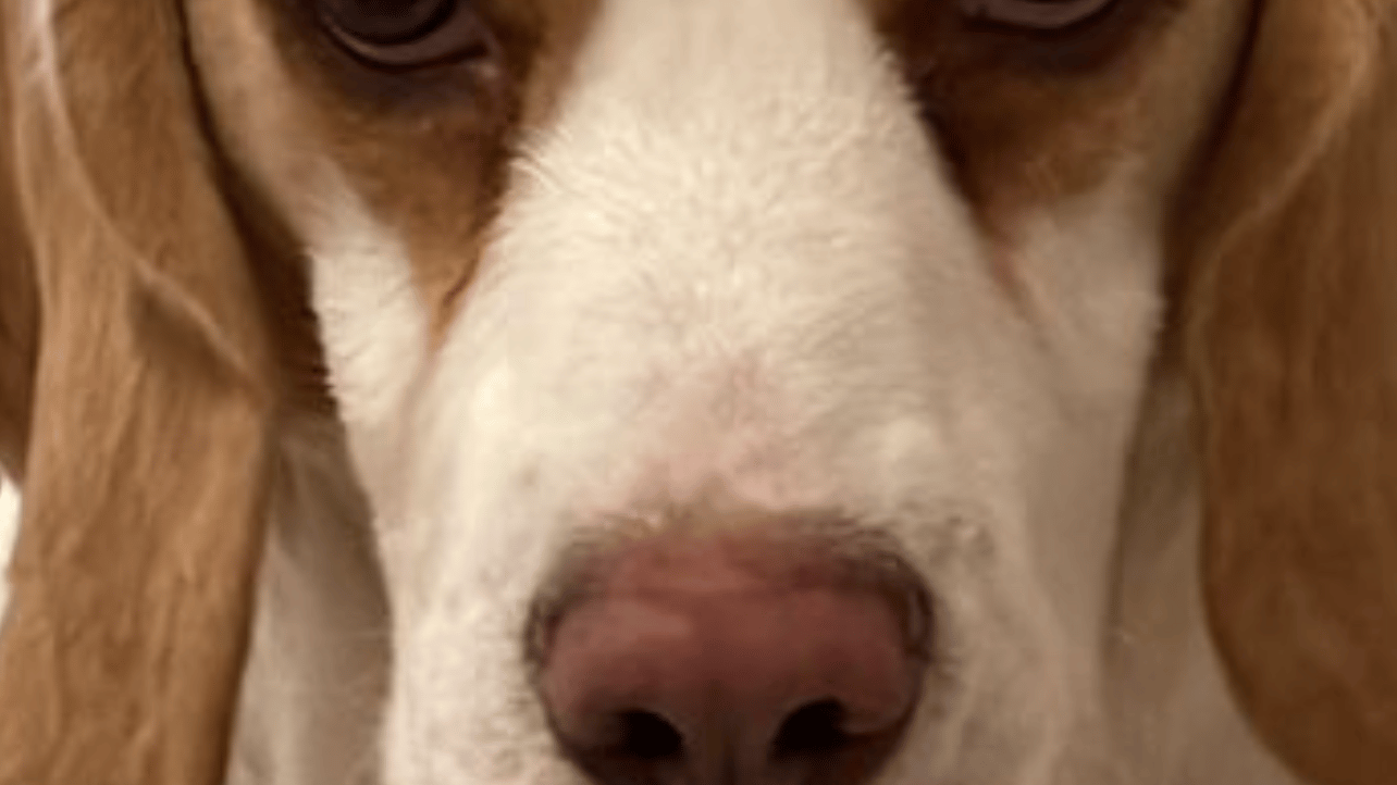 Bertie (bertie101.lens) Lens social identity (.lens handle) PFP