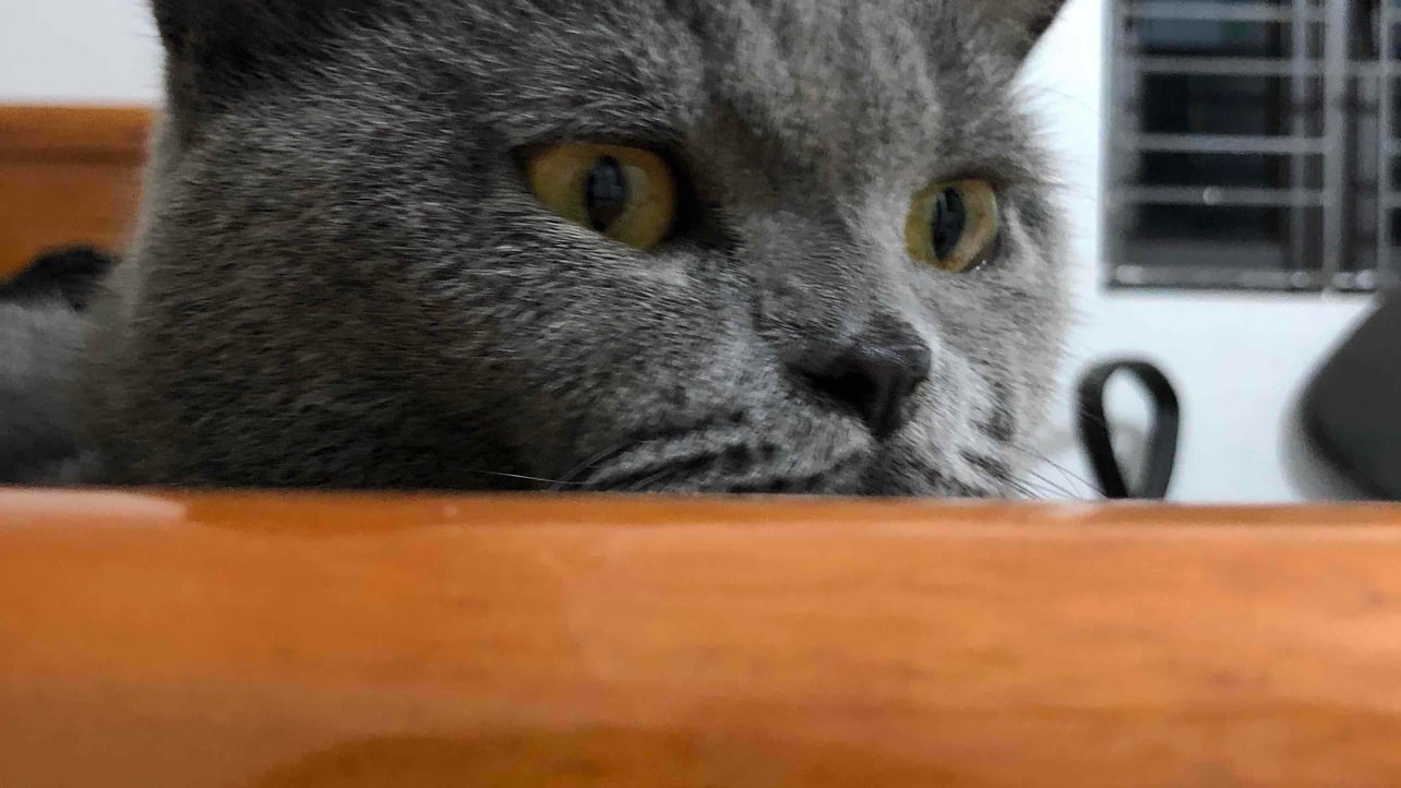 Mike_meow (mikemeow) Farcaster social identity (Fname handle) PFP