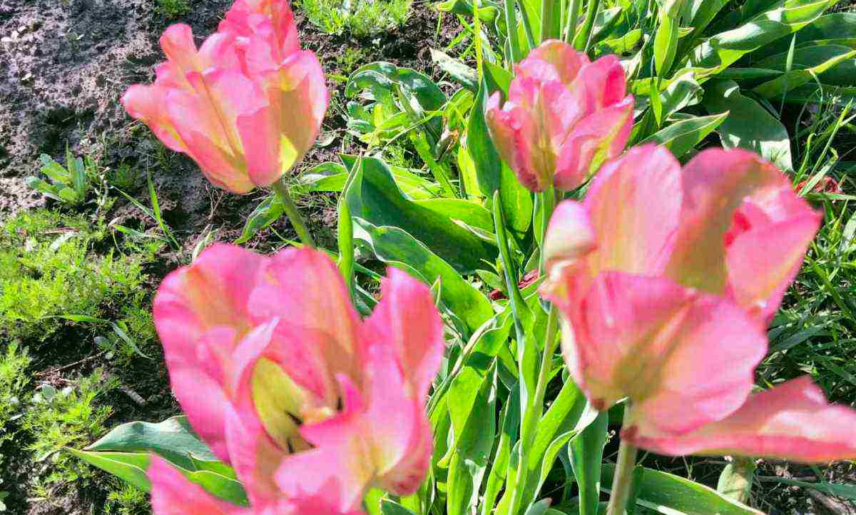 larisa (larisa.lens) Lens social identity (.lens handle) PFP