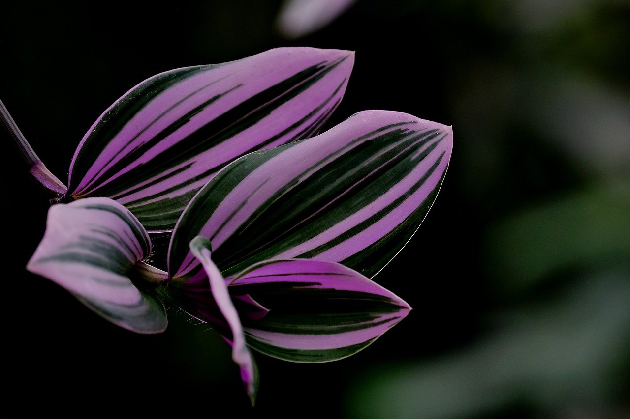 clearsnap.lens Lens social identity (.lens handle) PFP