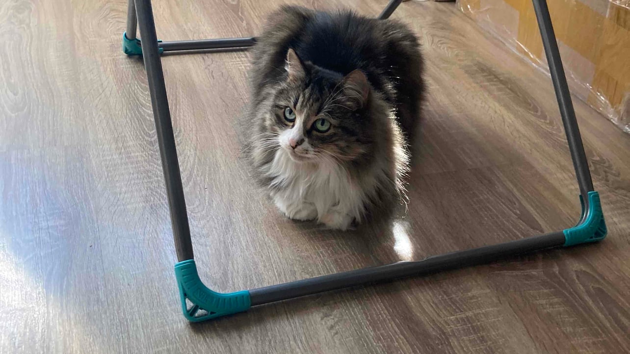 rasur.lens Lens social identity (.lens handle) PFP